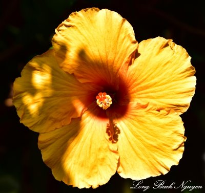 Yellow Hibiscus, Paleaku Gardens Peace Sanctuary, Captain Cook, Big Island, Hawaii  