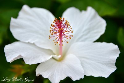 White Hibiscus, Big Island, Hawaii  