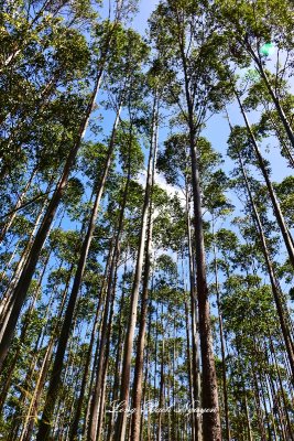 Eucalyptus Forest, Honokaa, Big Island, Hawaii 