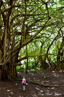 Katherine under Banyon Tree Rainbow Falls Hilo Hawaii  