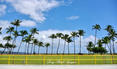 Palm Trees in Hilo Hawaii  