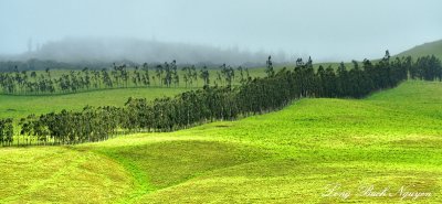 Trees on Kohala Mountain, Waimea, Hawaii 