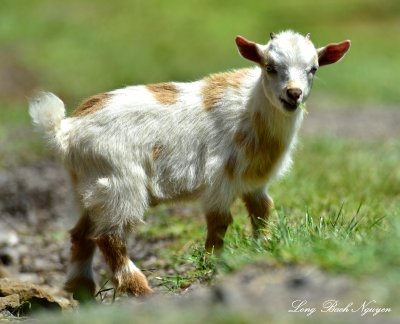 Baby Goat, Big Island Hawaii  