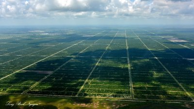 Farm on Highway 731, Venus, Florida  