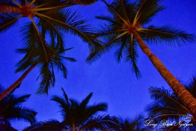 Palm trees, Big Island, Hawaii 