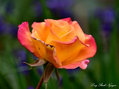 Orange Rose  