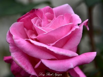 Pink Rose  