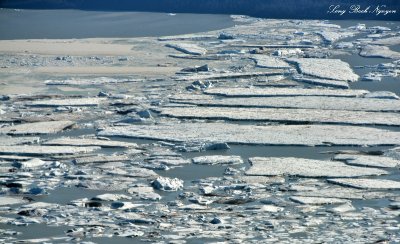 Floating Iceberg and Ice sheet in Harlequin Lake, Yakutat Glacier, Alaska  