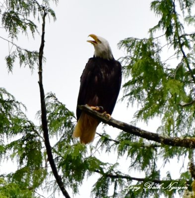 Eagle at Eagle Nook   