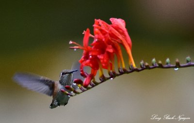 Hummingbird Eagle Nook Resort Vancouver Island Canada  