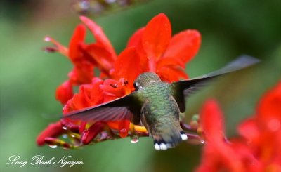 Hummingbird Eagle Nook Resort Vancouver Island Canada  