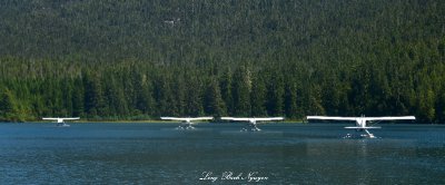 Formation of Beavers in Jane Bay BC Canada 