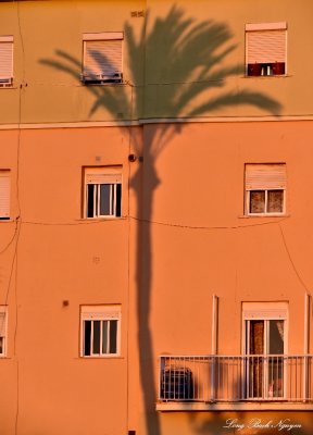 Palm Tree Cadiz Spain 
