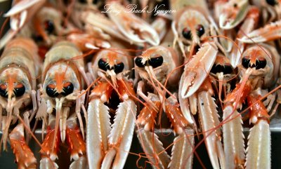 Shrimps at Fish Section of Mercado Central Cadiz 382 