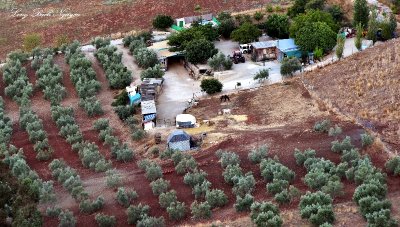 Olive Trees and small farm Ronda 055  