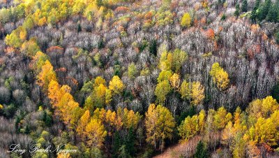 Colors of Fall Foliage, Monroe Washington 416