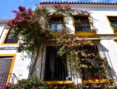 Bougainvillea, Marbella, Spain 173a