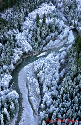 Frozen Trees in Middle Fork Snoqualmie River, Cascade Mountains, WA  