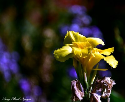 Yellow Iris in Generalife Garden, Alhambra, Granada 191 