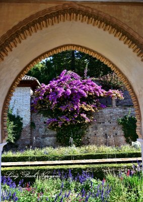 Decorative Arch Window, The Generalife Palace Garden, Alhambra, Spain 283  