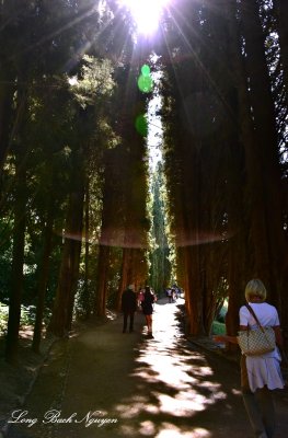 The Promenade of the Cypress Trees, Generalife, Alhambra, Granada   458