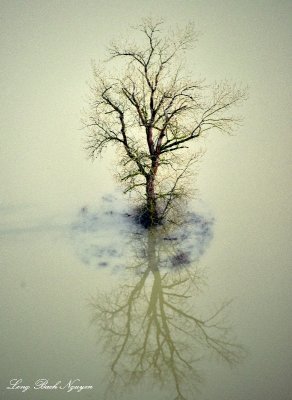 Tree in Flood Field, Snoqualmie River Valley, Carnation, Washington 124  