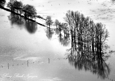 Row of Tree in flooded field, Chimakum, Washington 083  