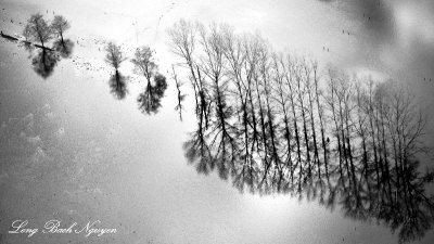 Row of Tree in flooded field, Chimakum, Washington 215bw  