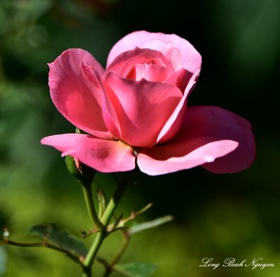 Rose 663  