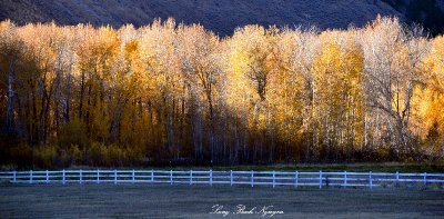Fall Foliage in Hailey Idaho 2013 127 