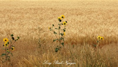 Sunflowers in Wheat Field, Idaho Falls, Idaho 053  