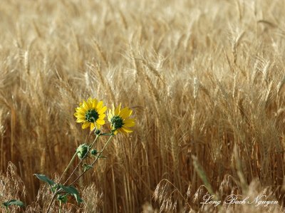 Sunflowers in Wheat Field Idaho Falls Idaho 060 