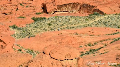 Visitors at Calico Hills Formation Red Rock Canyon Las Vegas Nevada 275 