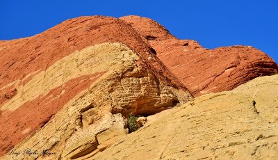 Calico Hills Formation Red Rock Canyon Las Vegas Nevada 342 