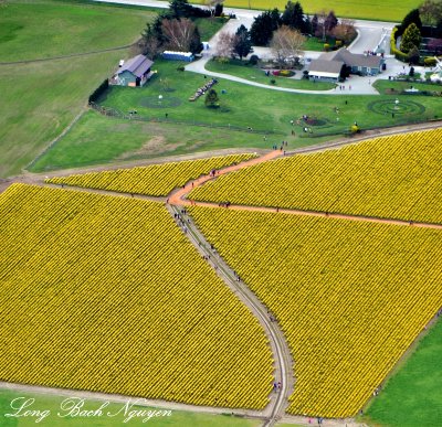 Daffodil Field Mount Vernon Washington 194  