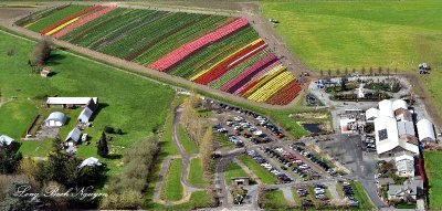 Tulip Town Mount Vernon Skagit Valley Washington 165  