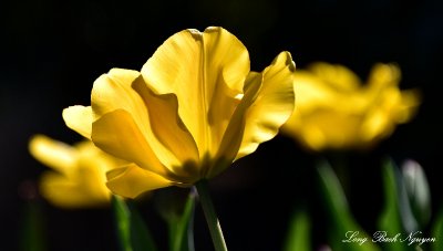 Yellow Tulip, Aurora Oregon 076  