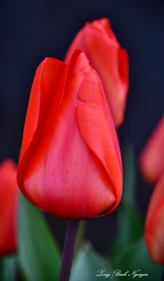 Red Tulip    