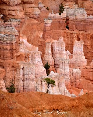 Green Tree at Bryce Canyon National Park Utah  