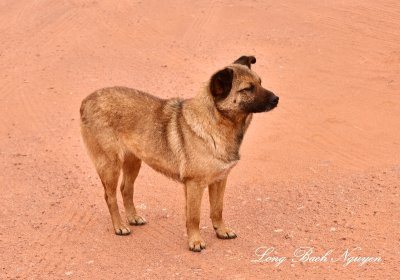 Friendly dog at Thunderbird Mesa Monument Valley Navajo Tribal Park Arizona 760  