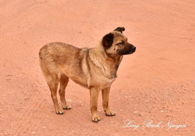 Friendly dog at Thunderbird Mesa Monument Valley Navajo Tribal Park Arizona 760