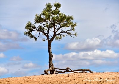 Tree on the Rim Trail at Bryce Canyon National Park Utah 667 