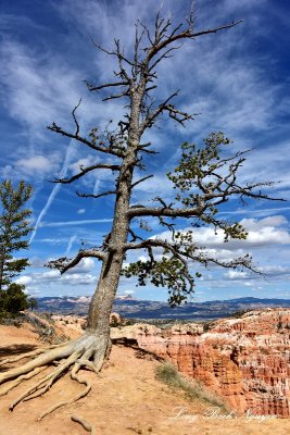 Tree on the Rim Trail at Bryce Canyon National Park Utah 679  