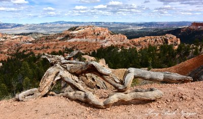 Dead Tree in Bryce Canyon National Park Utah 776 