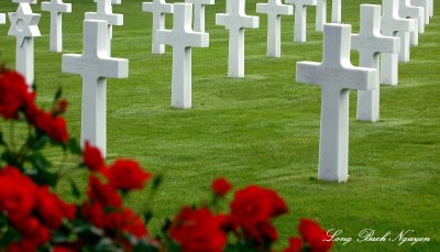 Roses for the fallen, Normandy American Cemetery, France 