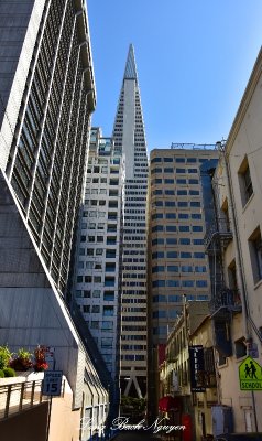 TransAmerica Building  San Francisco 221 