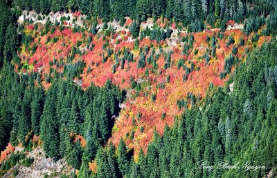 Fall Foliages in Cascade Mountain Washington 709  