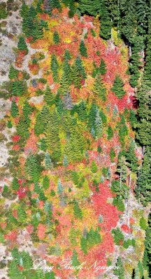 Fall Foliage in Cascade Mountain Washington 718 