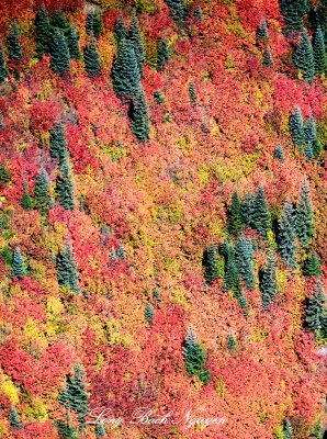   fall colors in Cascade Mountains Washington 722  