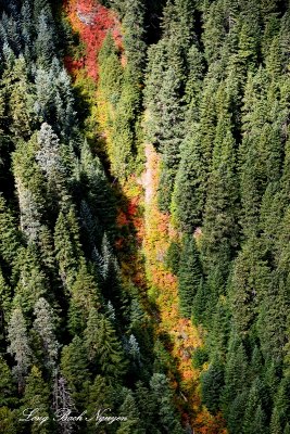 Fall Foliage  in Cascade Mountain Washington 216 